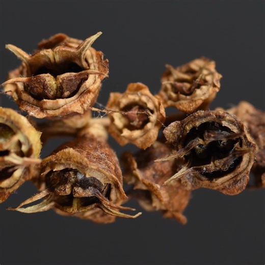 bioGraphic on Instagram: "The American witch hazel (Hamamelis virginiana) has long harbored secrets. For centuries, Indigenous peoples in eastern North America have brewed “magic water” by boiling bark from the twiggy shrub and using it to treat all manner of maladies, from sore muscles to skin tumors. Diviners shave down the forked branches and pointed them at the ground, arms outstretched, to locate water underground. And in the fall, when most other plants are beginning to go dormant to store