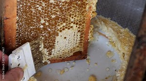 Scraper for the honeycomb. Work with a comb to print out a honeycomb. Mature honey.