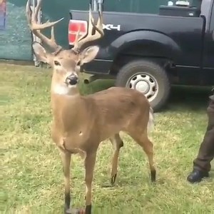 987K views · 10K reactions | We all know someone who’d shoot! | Hunting The Wild | Facebook