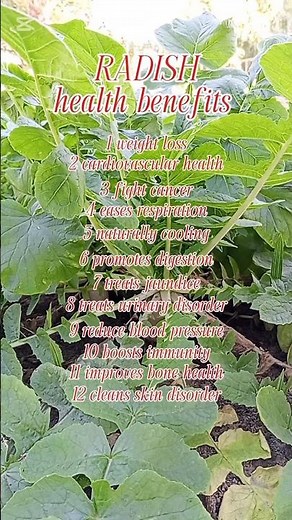 12 health benefits of radish