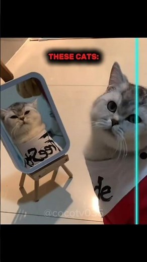 "Cat vs Time Warp Filter — Too Funny to Miss!"