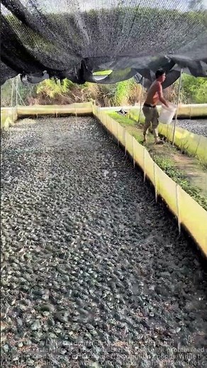 Bullfrog feeding method sharing