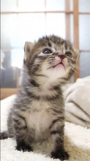 カワイイ鳴き声で甘えてる赤ちゃん子猫【赤ちゃん猫 保護猫】 #asmr