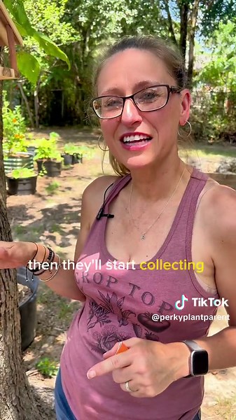 Leaf Cutter Bees for Pollinating Your Garden | Beekeeping Made Easy