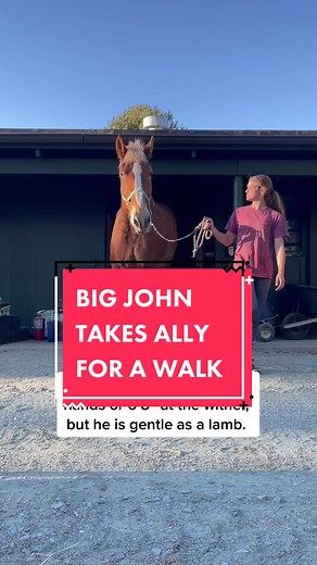 Big John - Gentle Giant Horse Takes a Walk with Ally