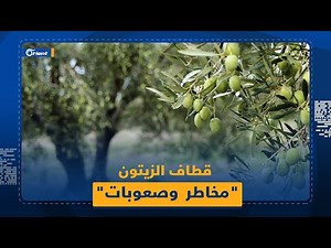 رغم المخاطر والصعوبات.. استمرار قطاف الزيتون في ريف إدلب