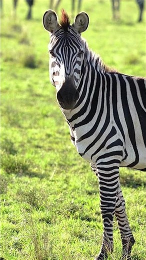 8 Unknown Facts About Zebras That Will Surprise You