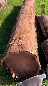 Making Beautiful Lumber from Rough Logs | Out of the Woods Forestry