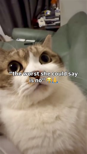 Cattos Gattos on Instagram: "👉 @cattos.gattos Cats are remarkable creatures with a history of domestication dating back around 9,000 years in the Near East. Today, there are over 500 million domestic cats worldwide, spanning roughly 70 recognized breeds. Known for their agility, cats can leap up to six times their body length and use their retractable claws to excel at climbing and hunting. Their ears can swivel 180 degrees, allowing them to detect sounds up to 65 kHz—well beyond the human hear