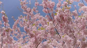 Beautiful sunny blooming spring flowers growing outdoors in a city park. Close-up of fresh pink spring fluffy flowers on sakura tree branches. The wind shakes the branches against the sky