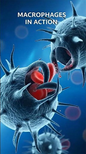 Spleen Function in 3D – Blood Filtration Process