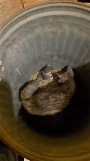 Teaching a Cat to Mouse Update