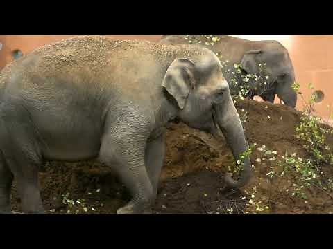 Elephants Exploring New Space - Cincinnati Zoo