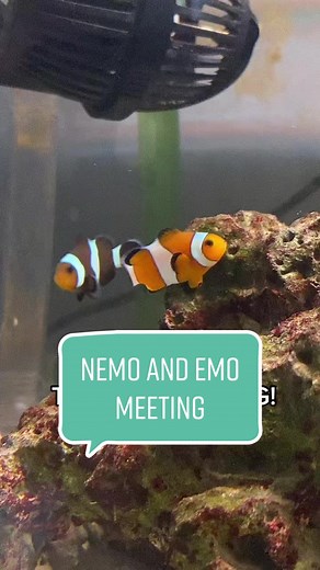 Nemo y Emo finalmente se encuentran en el acuario