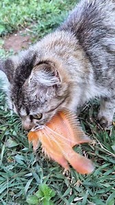 10K views · 157 reactions | Viewer Discretion is Advised. This video is intended for educational/nature documentation purposes. Witness the powerful survival instincts of a feral cat in the wild. Cats are natural obligate carnivores, and this is a clear display of their innate predatory skill in action. Survival of the fittest! #feralcat #rawfeeding #cateatfish #wildcat #naturedocumentary | Animals World | Facebook