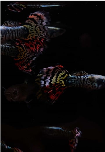 Yellow Taiger Indukan Guppy Fish Care Tips