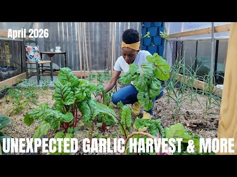 Chatty Evening Urban Garden Harvest (Garlic, Strawberries & More) | Greenstalk & Greenhouse