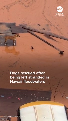 Dogs rescued after being left stranded in Hawaii floodwaters