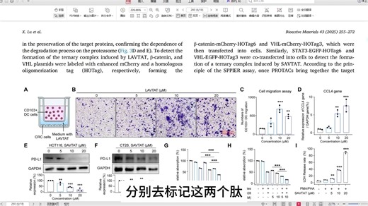 靶向 β-cateninSTAT3：NP-PROTACs 改写 CRC
