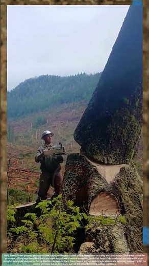 So Cruel! Deforestation on Hillsides cutting trees Can Cause Deadly Landslides