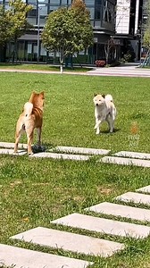 22K views · 260 reactions | Revitalize your life with a brief, ten-second clip featuring Shiba Inus.✨✨ IG@cutepet2021 | Newchic | Facebook