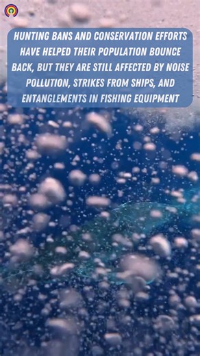 17K views · 67 reactions | This majestic species has recovered from the brink of extinction, but still faces many problems today | causes.com | Facebook