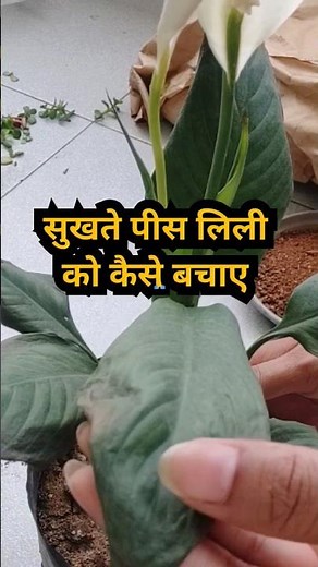 How to save dying peace lily plant #viral #peacelily #shorts #plantswithbabita