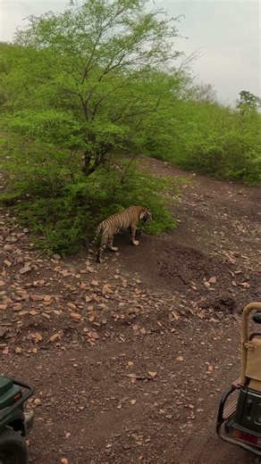 🐅 Huge Male Tiger "Jai" Spotted in Ranthambore Safari | #Shorts #wildlife #tiger