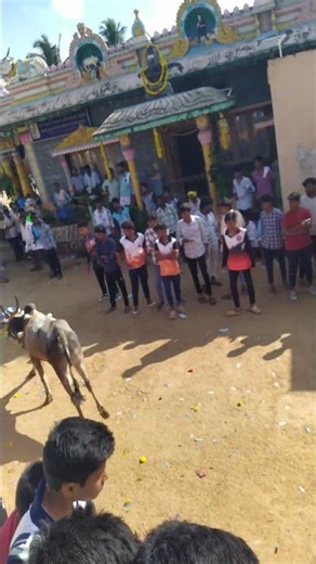 #horihabba #jallikattu #agriculture #farming #trending #trendingshorts #viral #viralvideo #festival