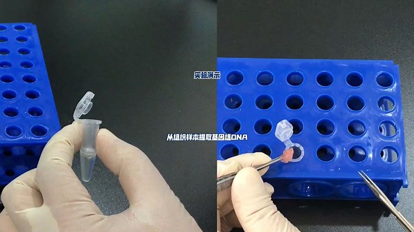 手把手教你做实验_基因组DNA提取