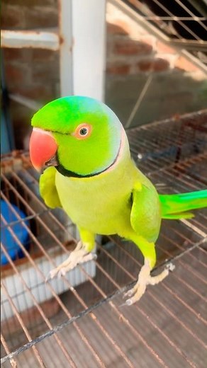 Indian Ringneck parrot video # Talking parrot video #viralvideo #nonstoptalkingparrot #talkingparrot