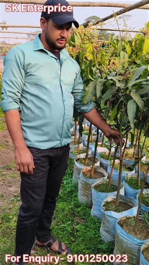 Mango, Grafting plant available All india delivery service | #agriculture #mango #mangorecipe #fly