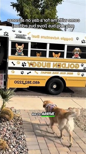 This Dog Takes The Bus To The Park 🚌🐶