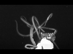 Giant squid filmed for the first time in U.S. waters