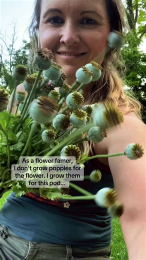 Poppy pods add a bit of fun and whimsy to arrangements & bouquets ✨ They dry amazingly… and self seed like no other. So grow them once where they can have lots of babies- and you’ll have poppies every year after- forever more 🤓 #gardening #flowerfarmer #cutflowers #flowerfarm #flowers