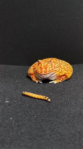 Frog Brother performs eating insects🍉🏀💡🎁🧧