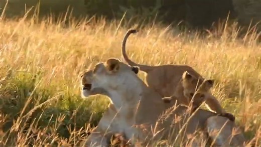 151K views · 6.1K reactions | Playful Lion Cub Bonding With Lioness 女女 #africa #lion #wow #dk | Wildest Kruger Sightings | Facebook