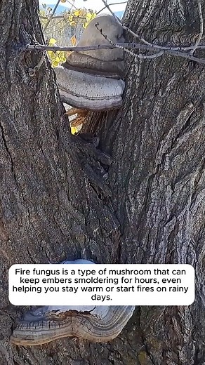 The Three Most Flammable Trees #cooltools #satisfying #gardeners #gardeninspiration #gardening #trees | Gardening Ideas