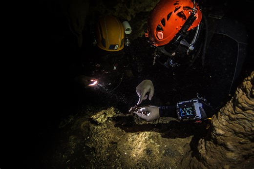 Study of Monkey Fossils Found in Cave Sheds Light on the Animals’ Extinction Centuries Ago | Newswise