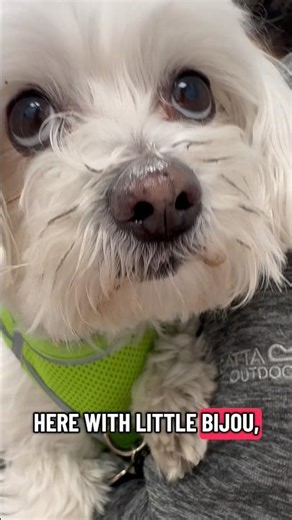 ACTH stim test in a dog #vetnurse #veterinarian #veterinaria #veterinary #vettech #vettechlife #dog