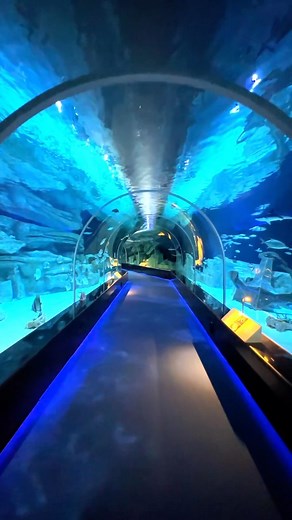 Fin-tastic wonders at #Qatar’s first aquarium 😍🐠🌊 Hamad Port Visitors Centre & Aquarium features 80 species of fishes and 3,063 aquatic creatures in total 😯🐡🦑 Discover the depths of Qatari marine life at the oceanic aquarium, maritime museum, interactive 4D cinema, virtual simulators, immersive auditorium and more 🪼🐙 Book on: visitorscenter.mwani.com.qa 🎟️ Read more on visitqatar.com 📲 #VisitQatar #Doha #QatarLife #QatarPhotography #MustVisit #Travel #Destinations #Stopovers #QatarStop