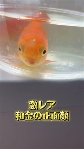 激レア和金の正面顔 #動物 ##アクアリウム ##goldfish ##fyp #おすすめ #顔