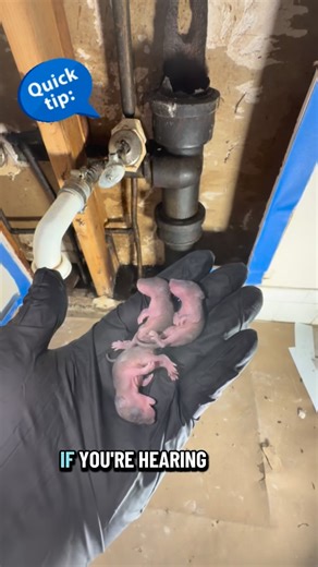 Rodent Control Solutions For Homeowners & Pest Pros | Hearing scratching in your walls at night? Make sure to ask this.. | Instagram