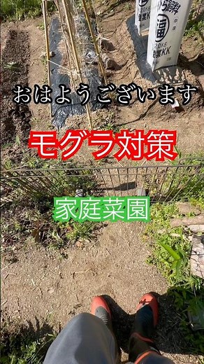 空の浮き雲の家庭菜園 モグラ対策をする。#畑再生 #家庭菜園 #田舎暮らし