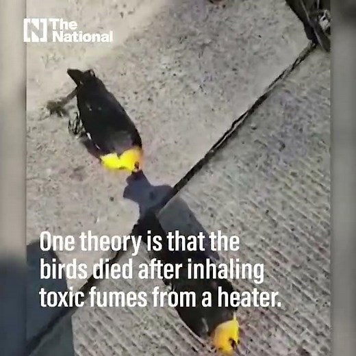 The shocking moment a flock of birds dropped out of the sky