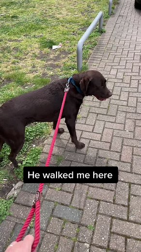 Barney Walking: A Surprising Revelation