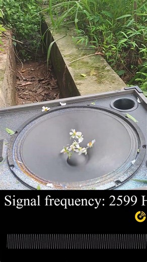12-Inch Woofer Frequency Response Test (20Hz - 20kHz) #basstest #bass #nghia #subwoofer