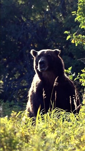 Bear Face-Off at 20 yds with just a bow and arrow.. What would you do? #bowhunting