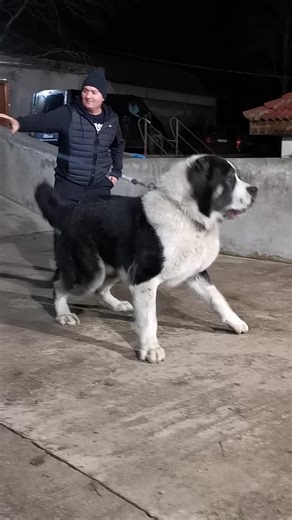 Giant Alabai Dog Kangal: Power, Size, and Strength