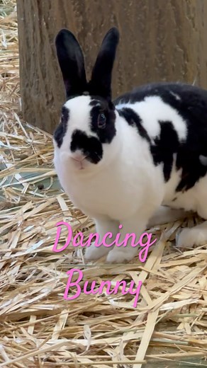 How a Bunny Dance to the Music #animals #bunny #rabbit